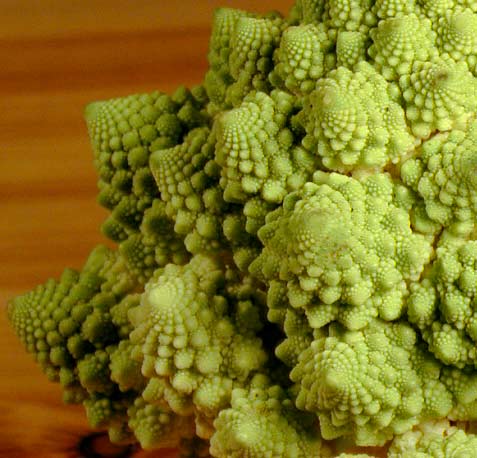 Edible Fractal Romanesco -a cross between broccoli and Cauliflower